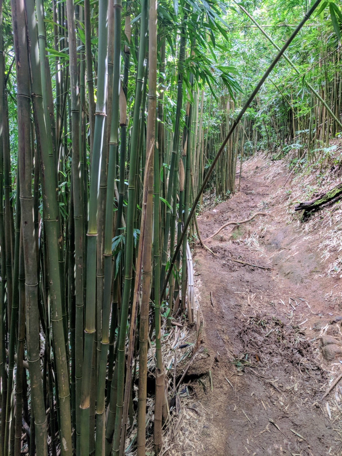 Bamboo trees on the Manoa Falls Hike is truly a unique sight.